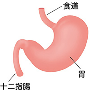 胃の図